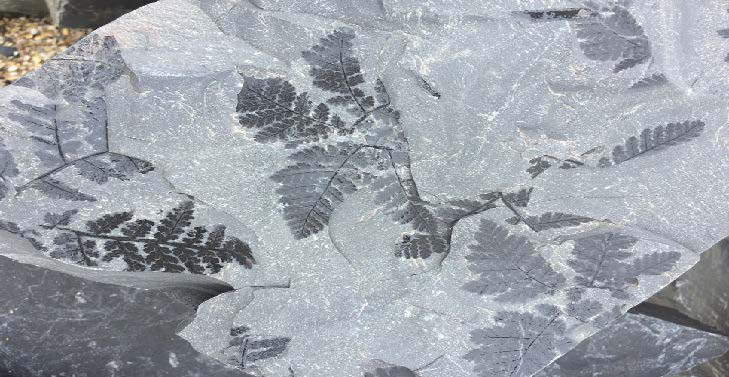 山西省で見られる植物の化石